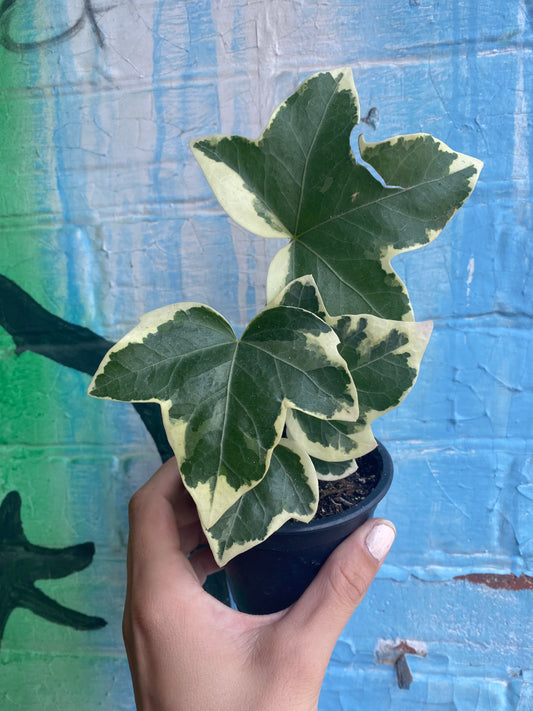 4" Fatshedera Angyo Star