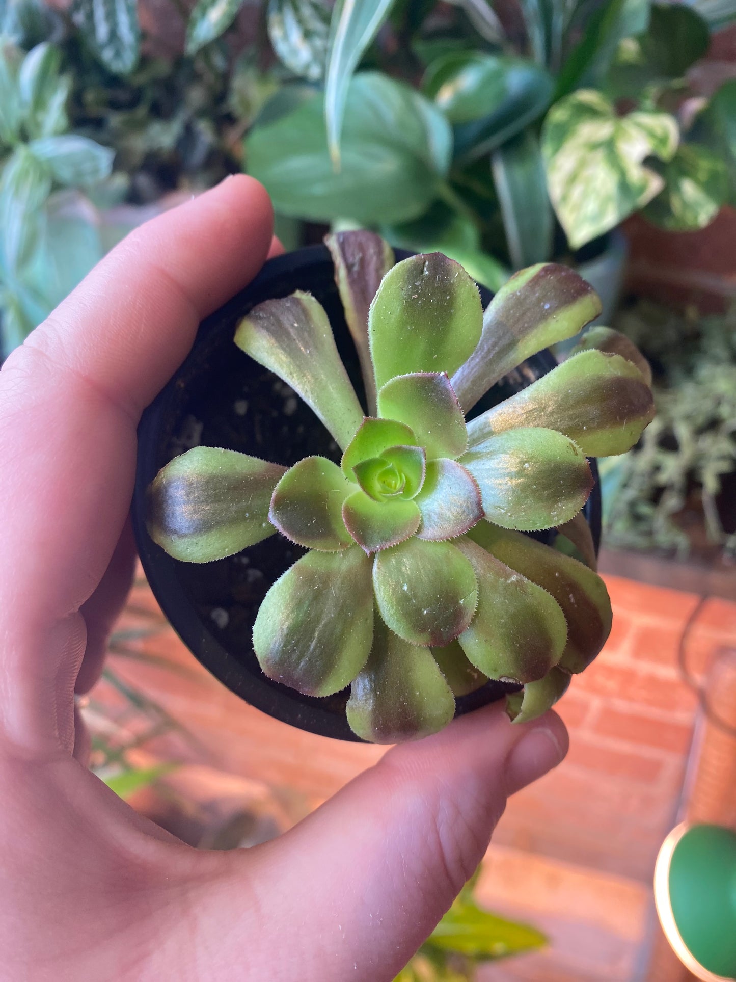 3.5” Aeonium Super Bang