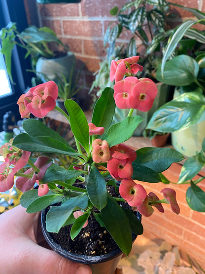 4” Euphorbia x Lomi| Crown of Thorns