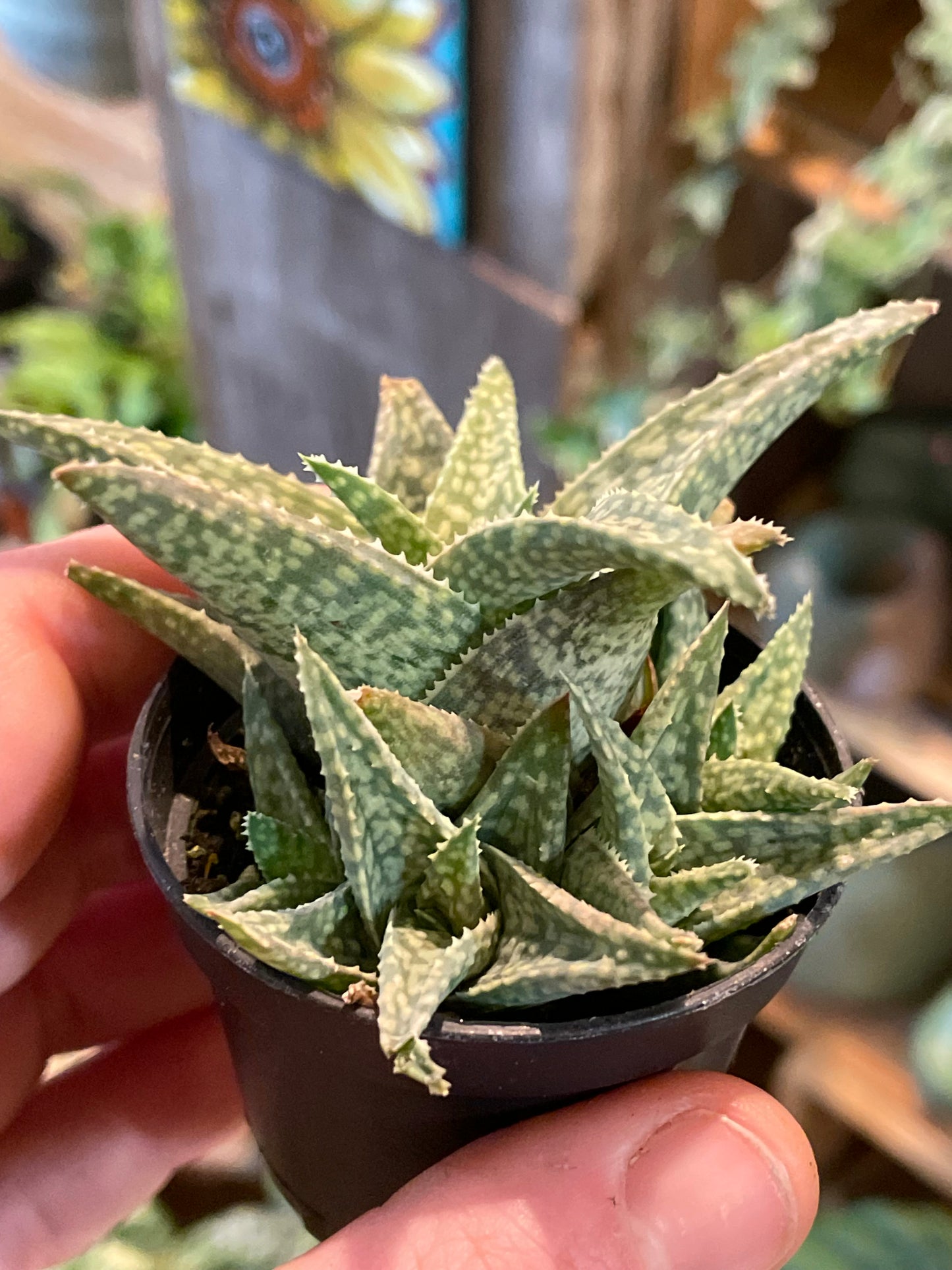 2.5" Aloe Rauhii