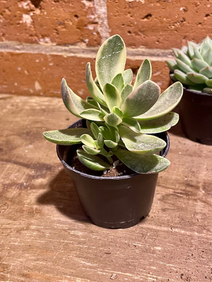 2.5" Crassula Ovata Variegata