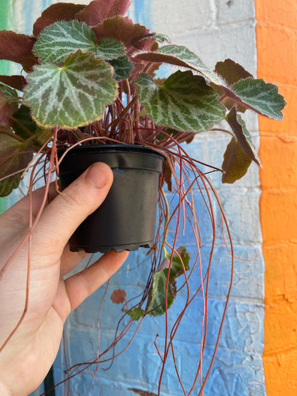 3.5" Strawberry Begonia | Saxifraga Stolonifera