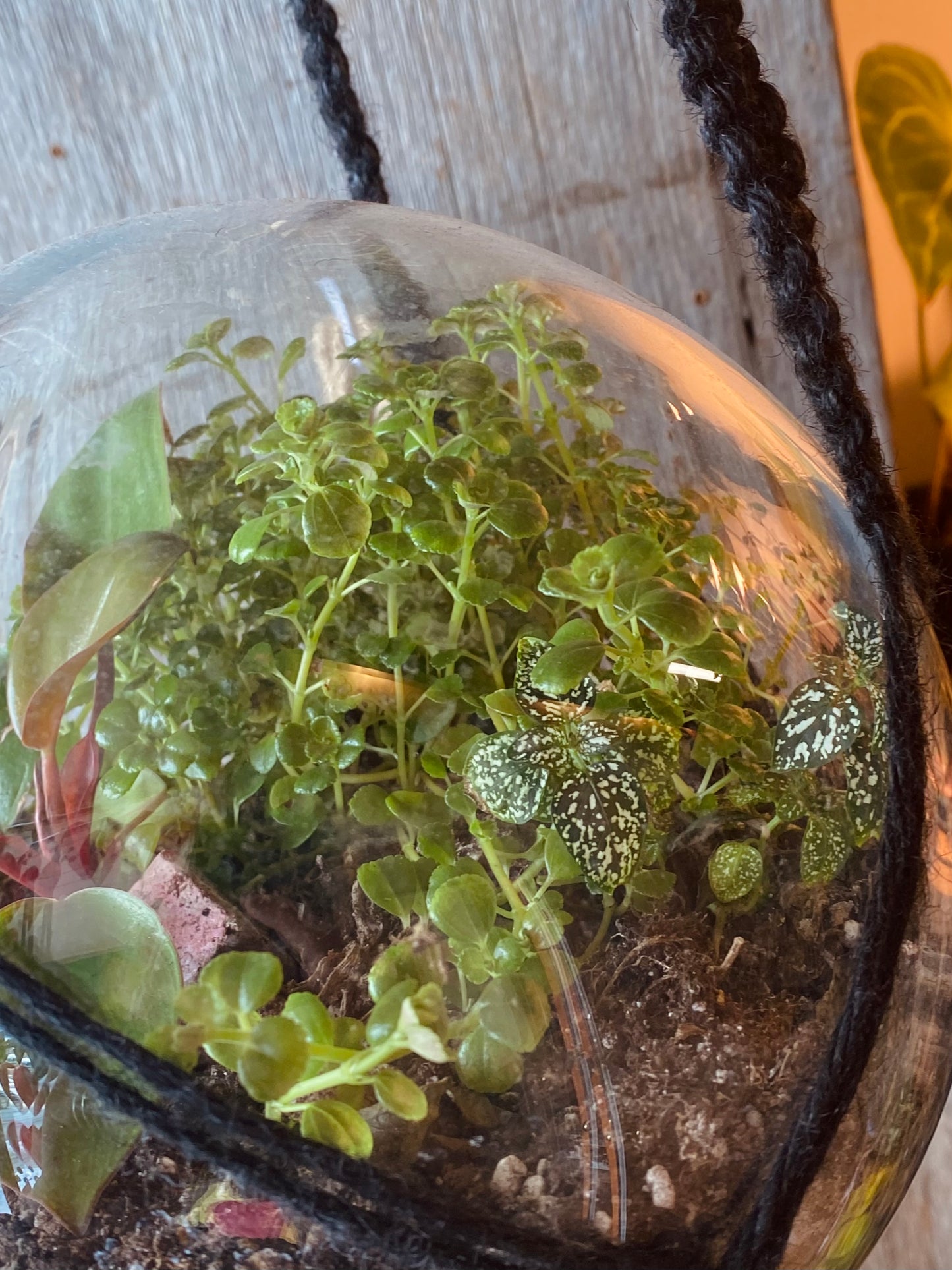 Hanging Philodendron Mars Terrarium