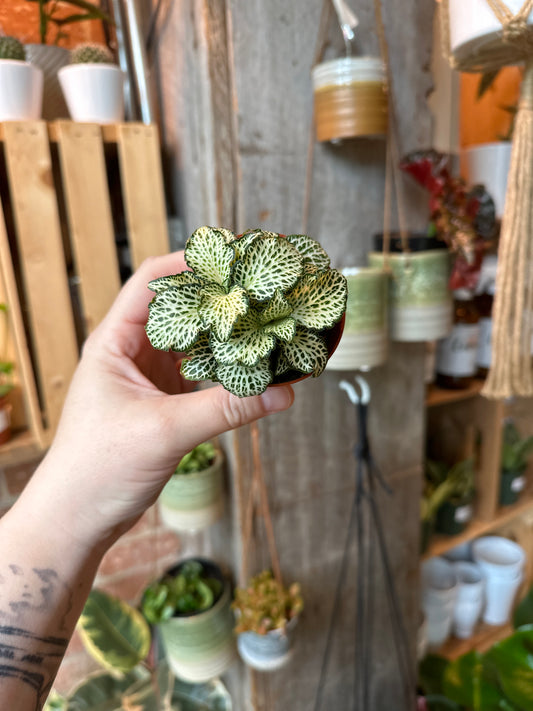 4" Fittonia White Anne