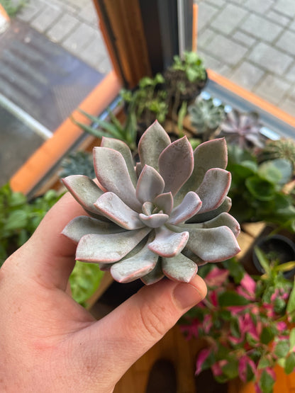 2.5" Graptoveria Debbie