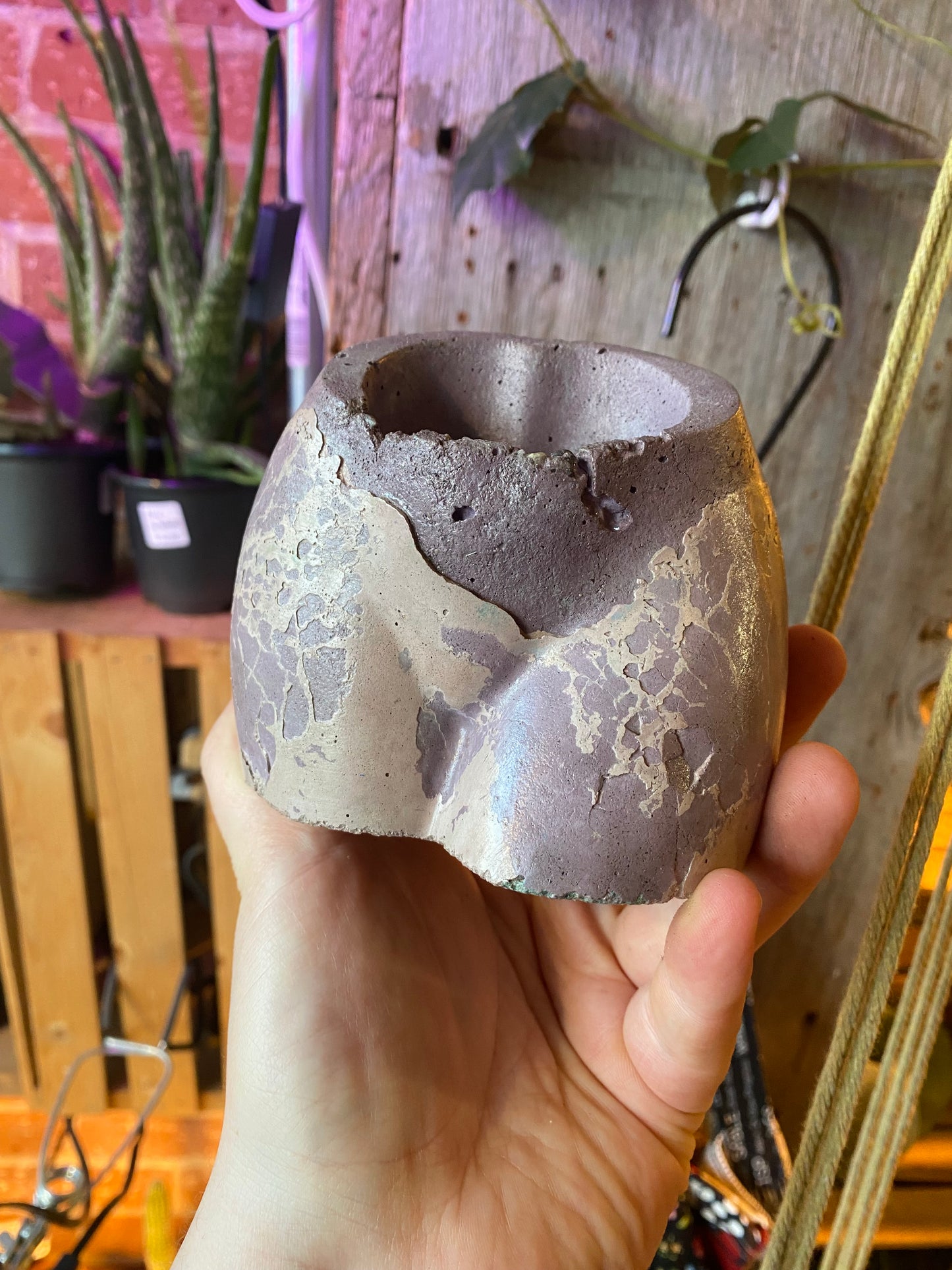 2.5" Concrete Butt Purple w Pink Webbing