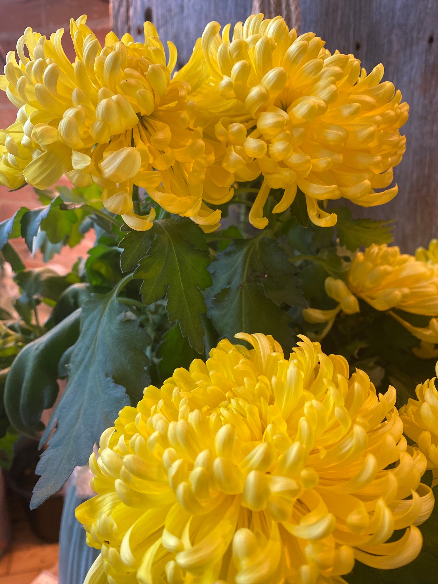 6” Yellow Chrysanthemum