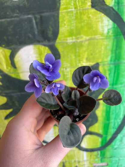 2.5" Saintpaulia | African Violet