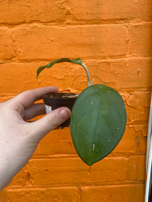2.5" Hoya Carnosa Splash