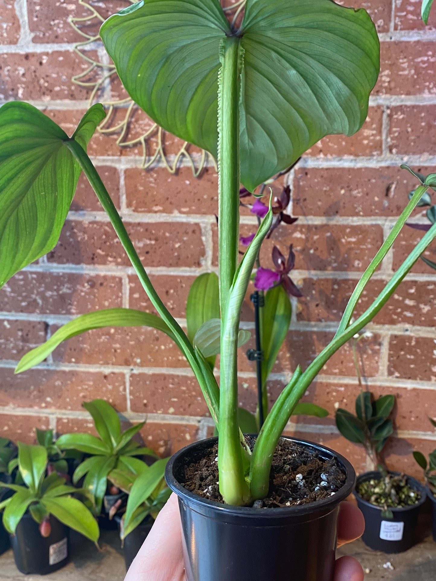 4" Philodendron Pastazanum