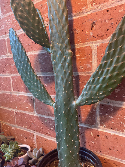 6" Cartoon Cactus | Consolea Rubescens