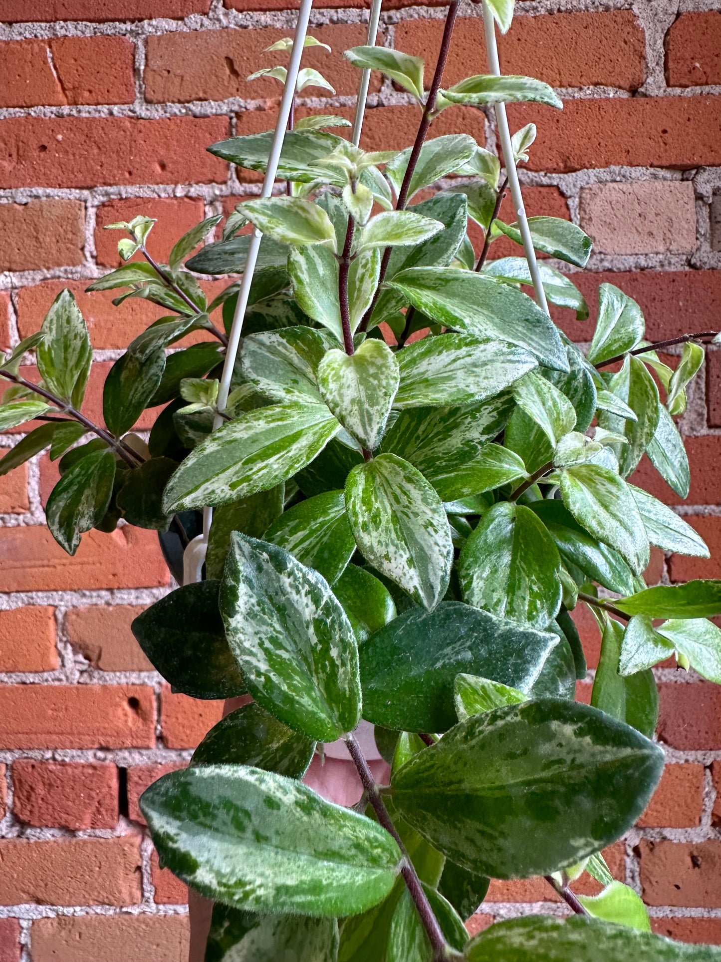 6" Variegated Lipstick Plant Hanging Basket | Aeschynanthus