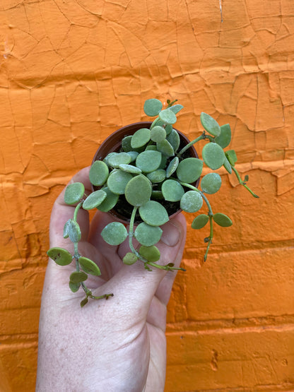 2.5" Dischidia nummilaria