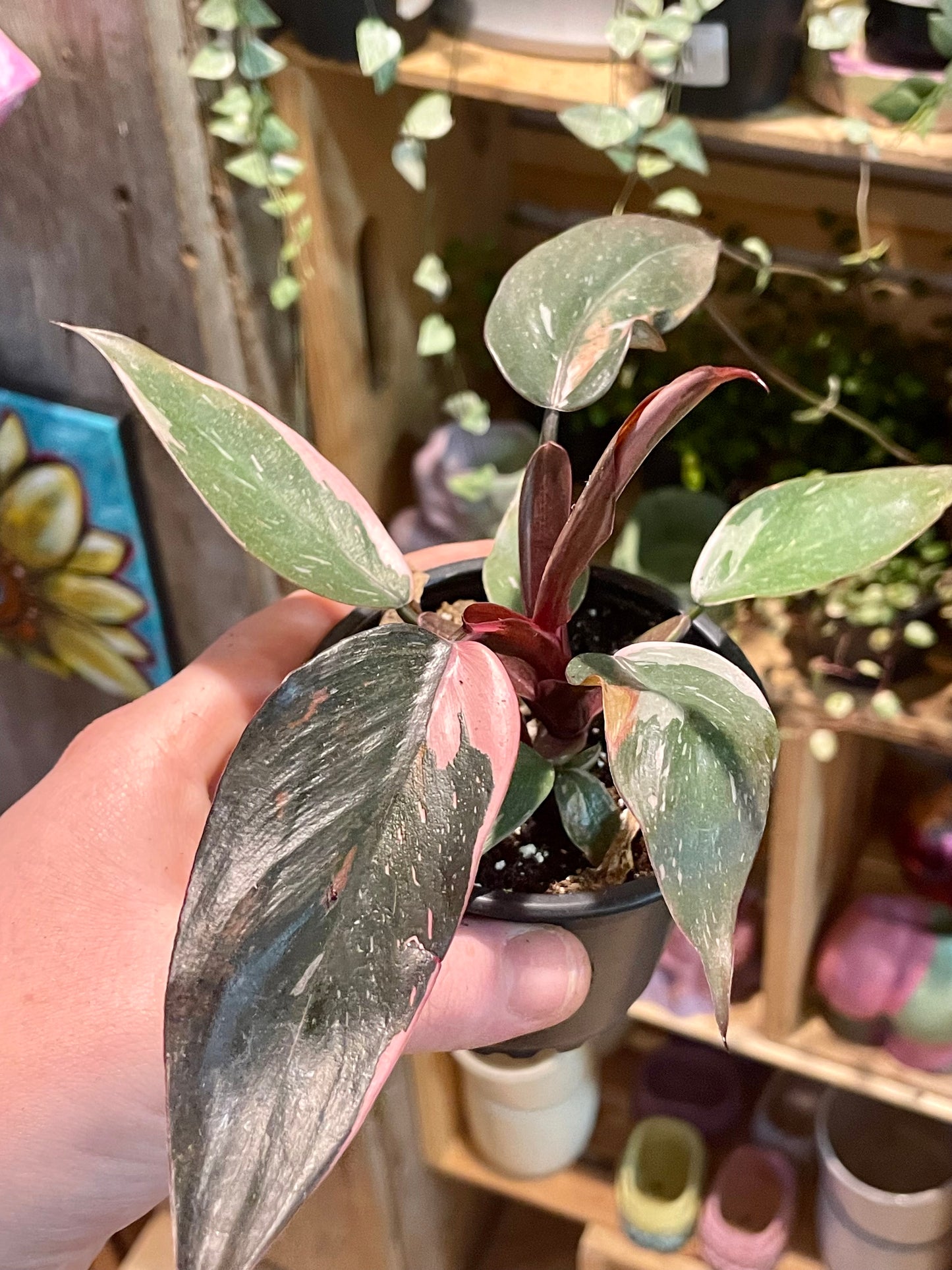 3.5" Philodendron Pink Princess Marble Galaxy