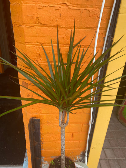 5” Dracaena Marginata