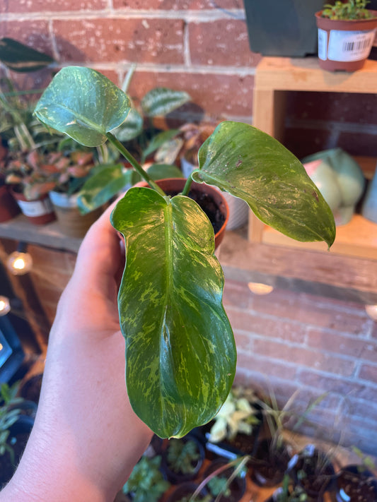 2.5" Philodendron Golden Dragon