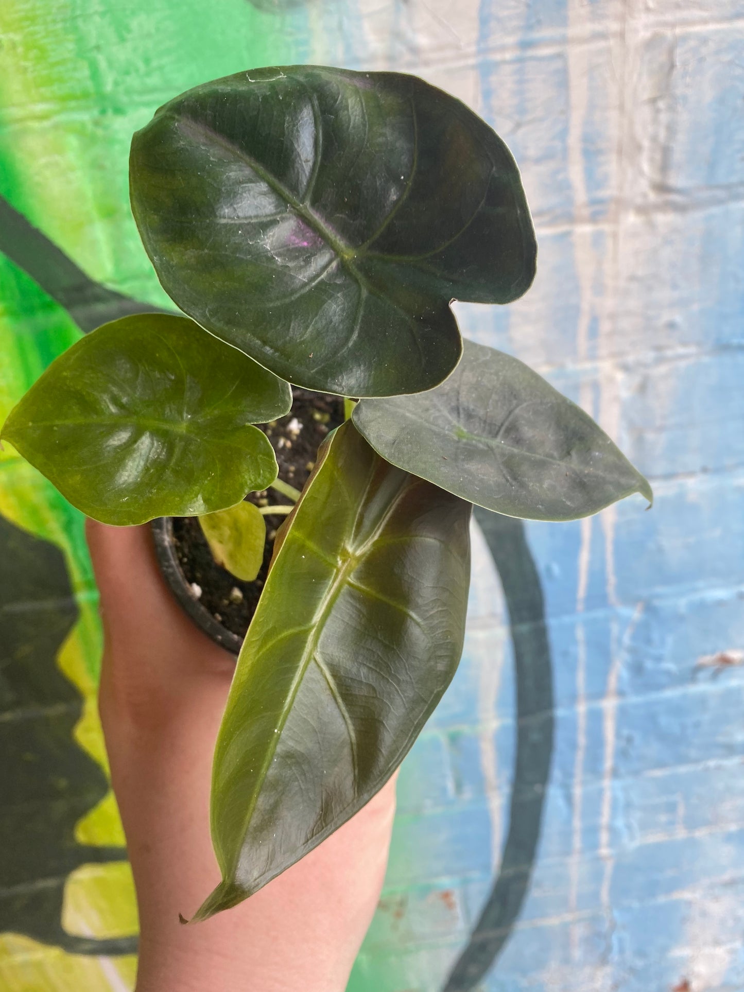 3.5" Alocasia Golden Bone
