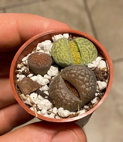 1.5" Lithops | Living Stone