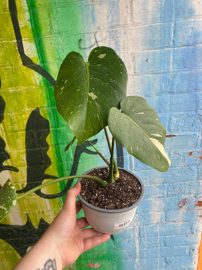 6” Monstera Thai Constellation