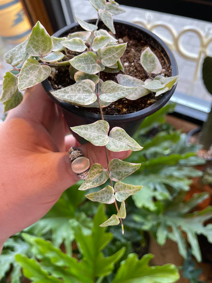 3.5" Variegated String Of Spades | Ceropegia