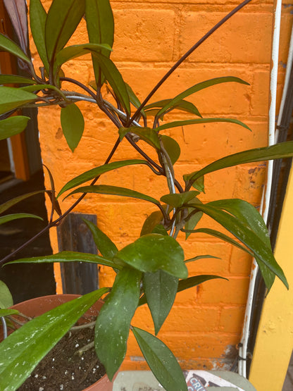 5" Hoya Pubicalyx Red Buttons w/hoop