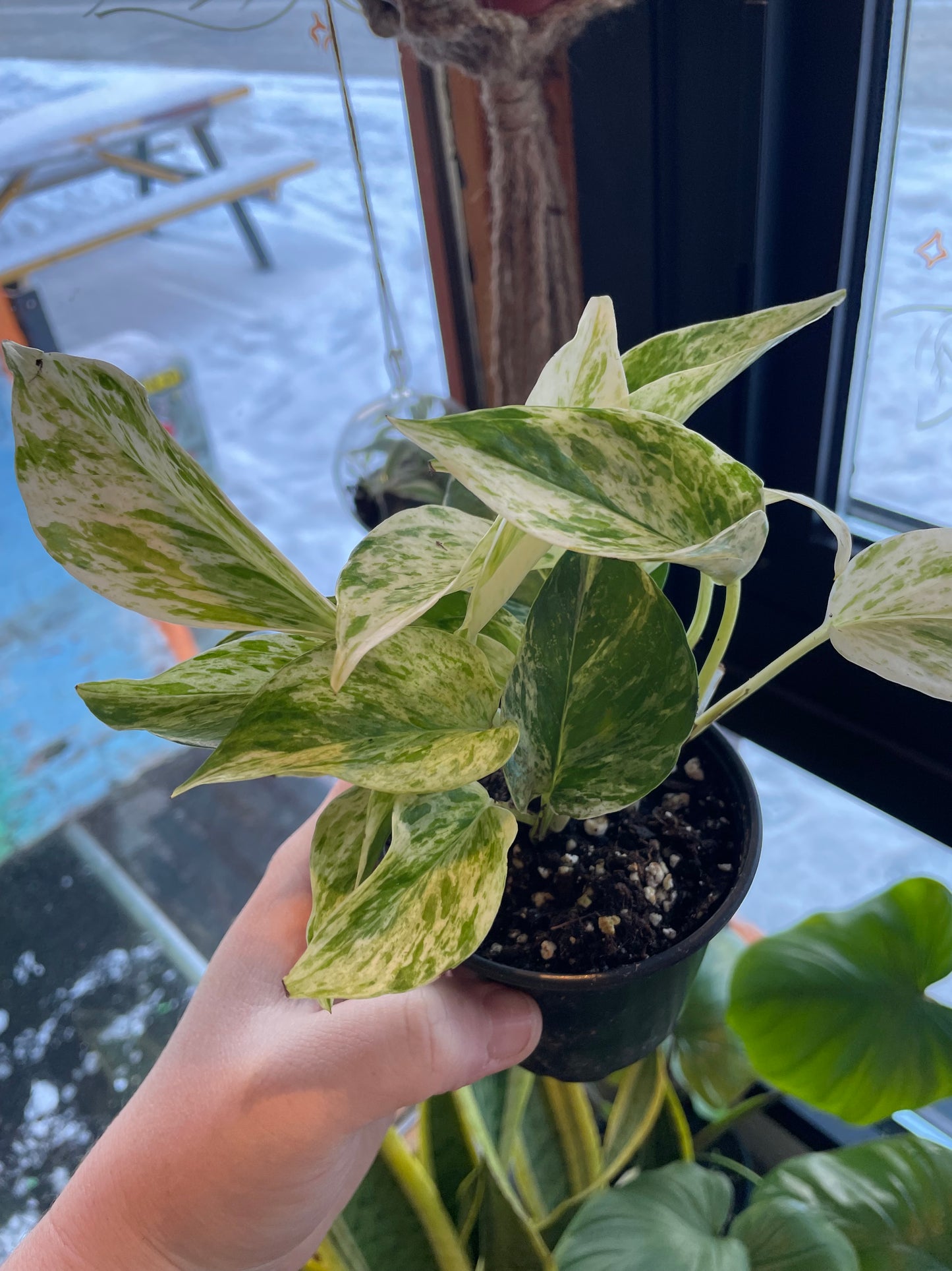 3.5" Pothos Marble Queen