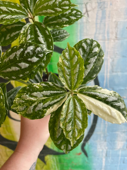 3.5" Variegated Pilea Aluminum