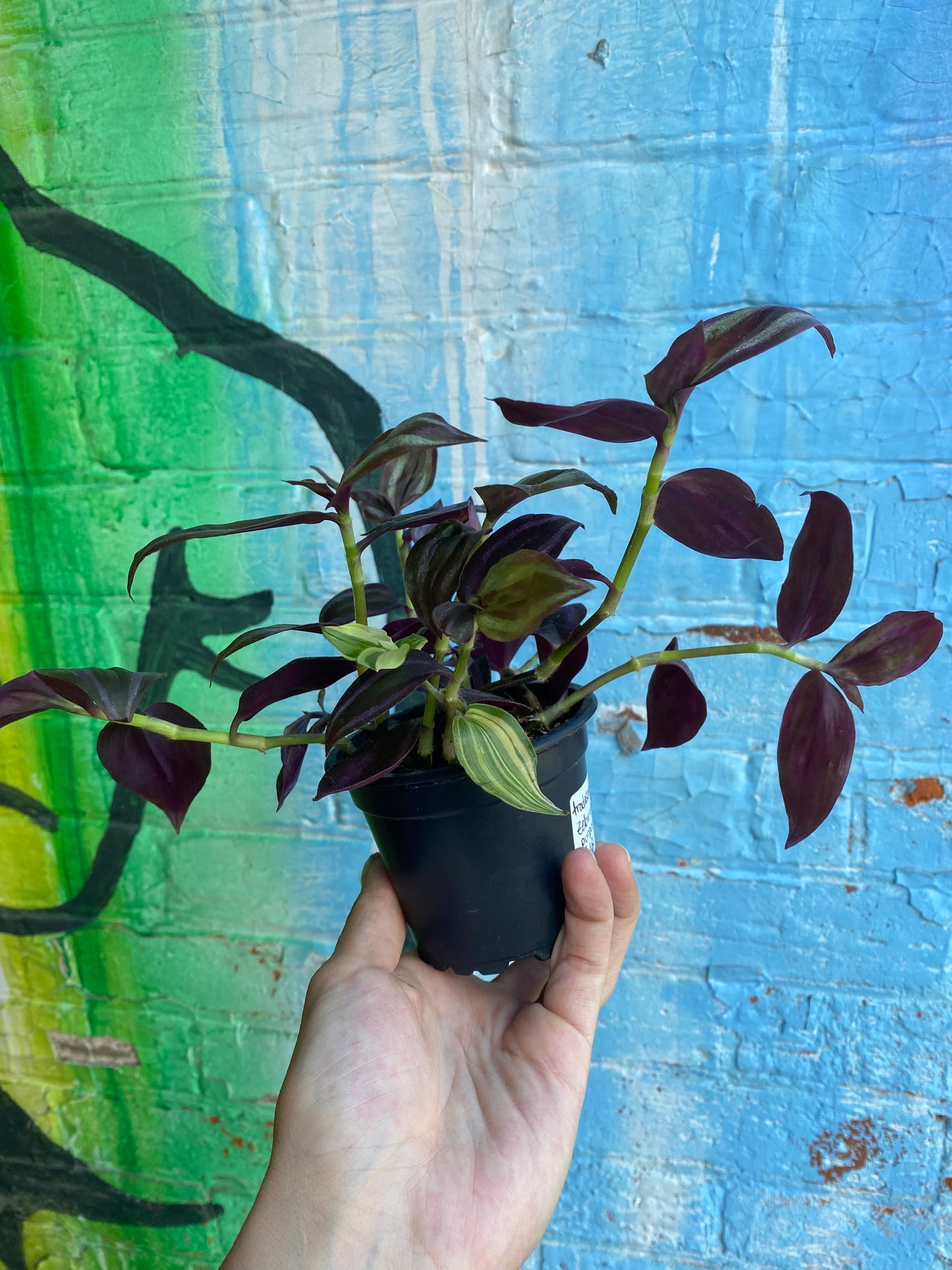 3.5" Tradescantia Zebrina Purpusii