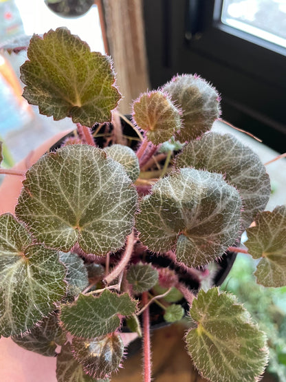 4" Strawberry Begonia | Saxifraga Stolonifera