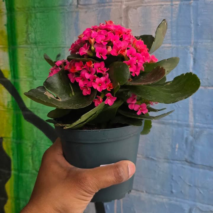 4” Pink Kalanchoe Blossfeldiana