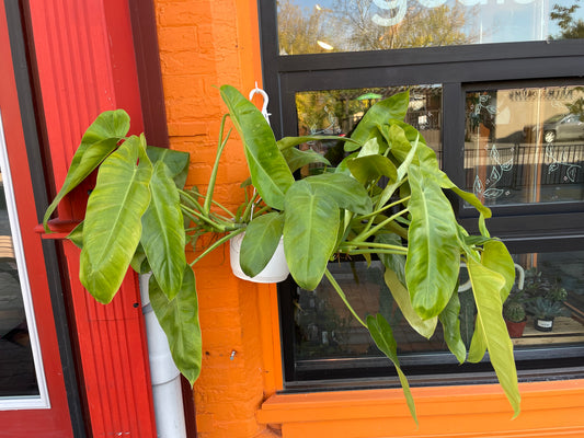 8" Philodendron Jose Buono Hanging Basket