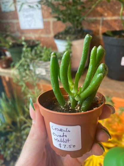 Crassula Ovata "Hobbit Jade"