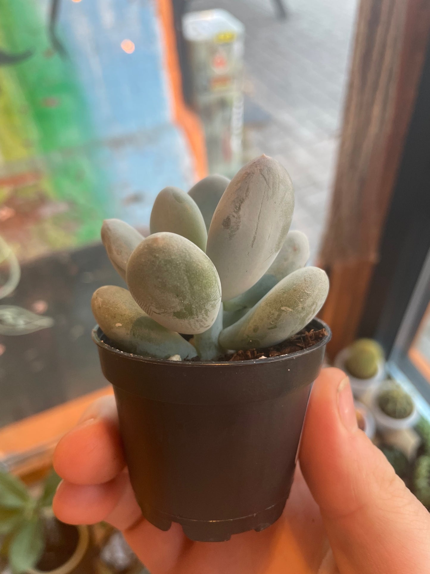 2.5” Pachyphytum Oviferum