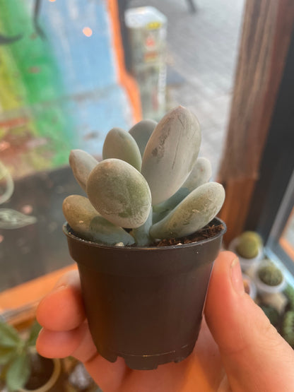 2.5” Pachyphytum Oviferum