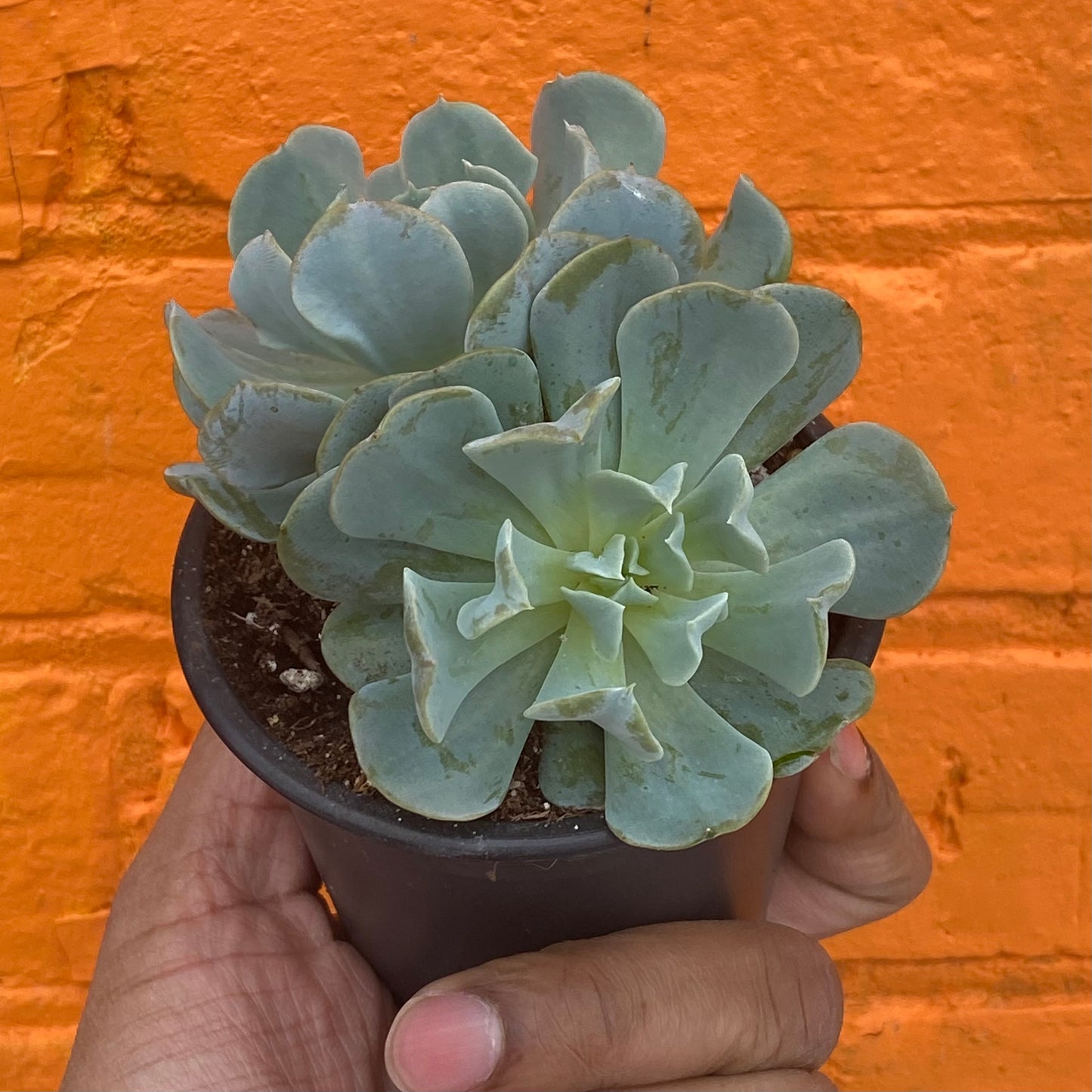 3.5" Echeveria Runyonii