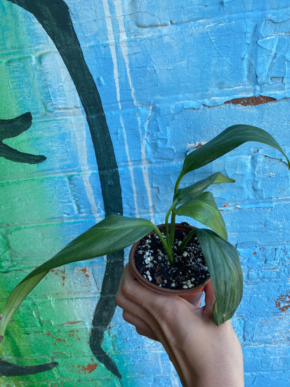 3.5" Epipremnum amplissimum Silver