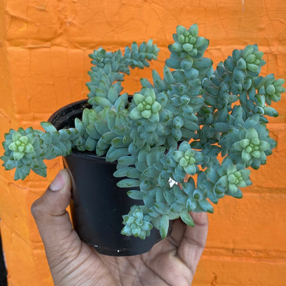 5" Sedum Morganium Burrito
