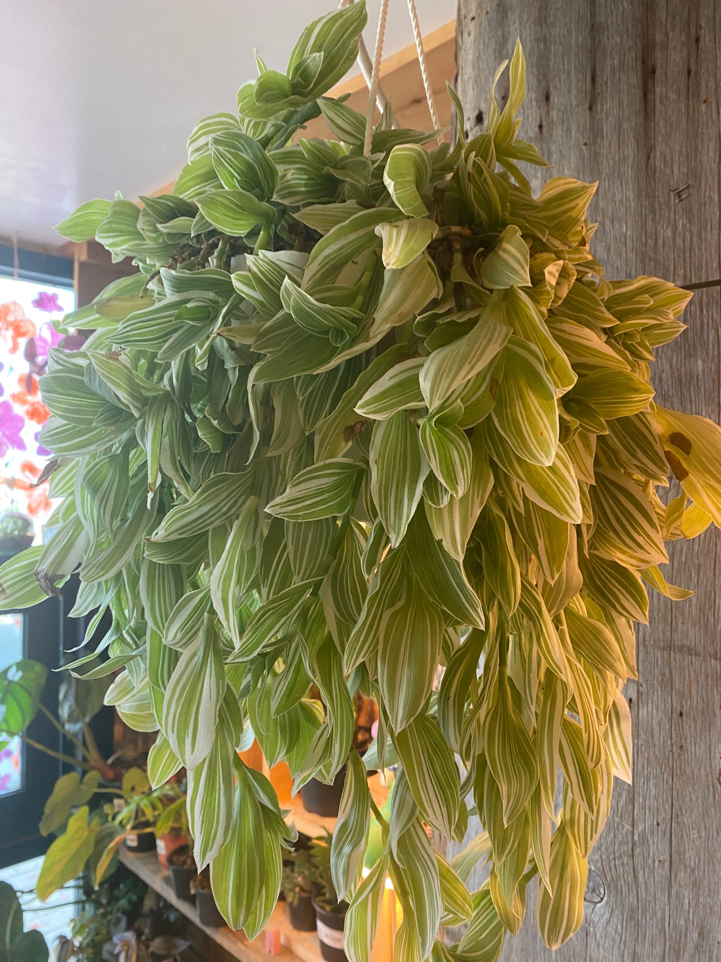 8" Callisia Fragrans Variegata