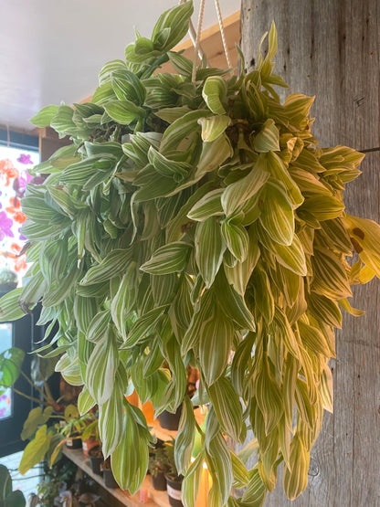 8" Callisia Fragrans Variegata