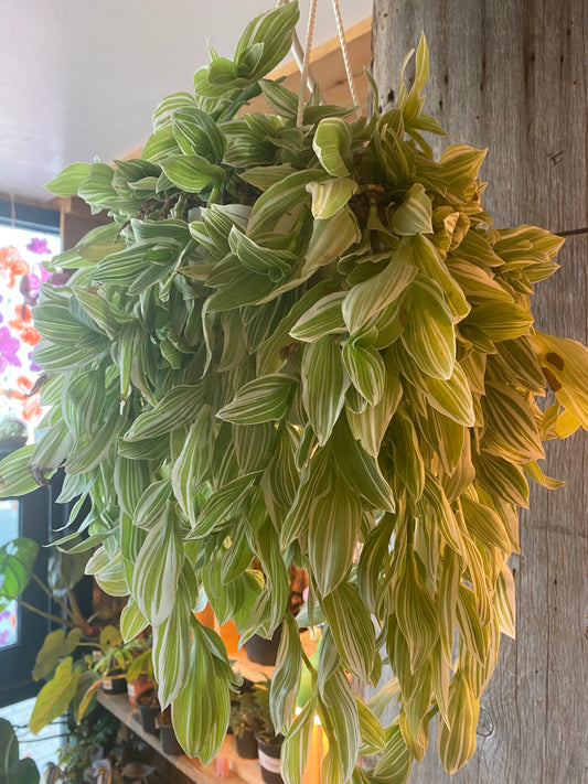 8" Callisia Fragrans Variegata