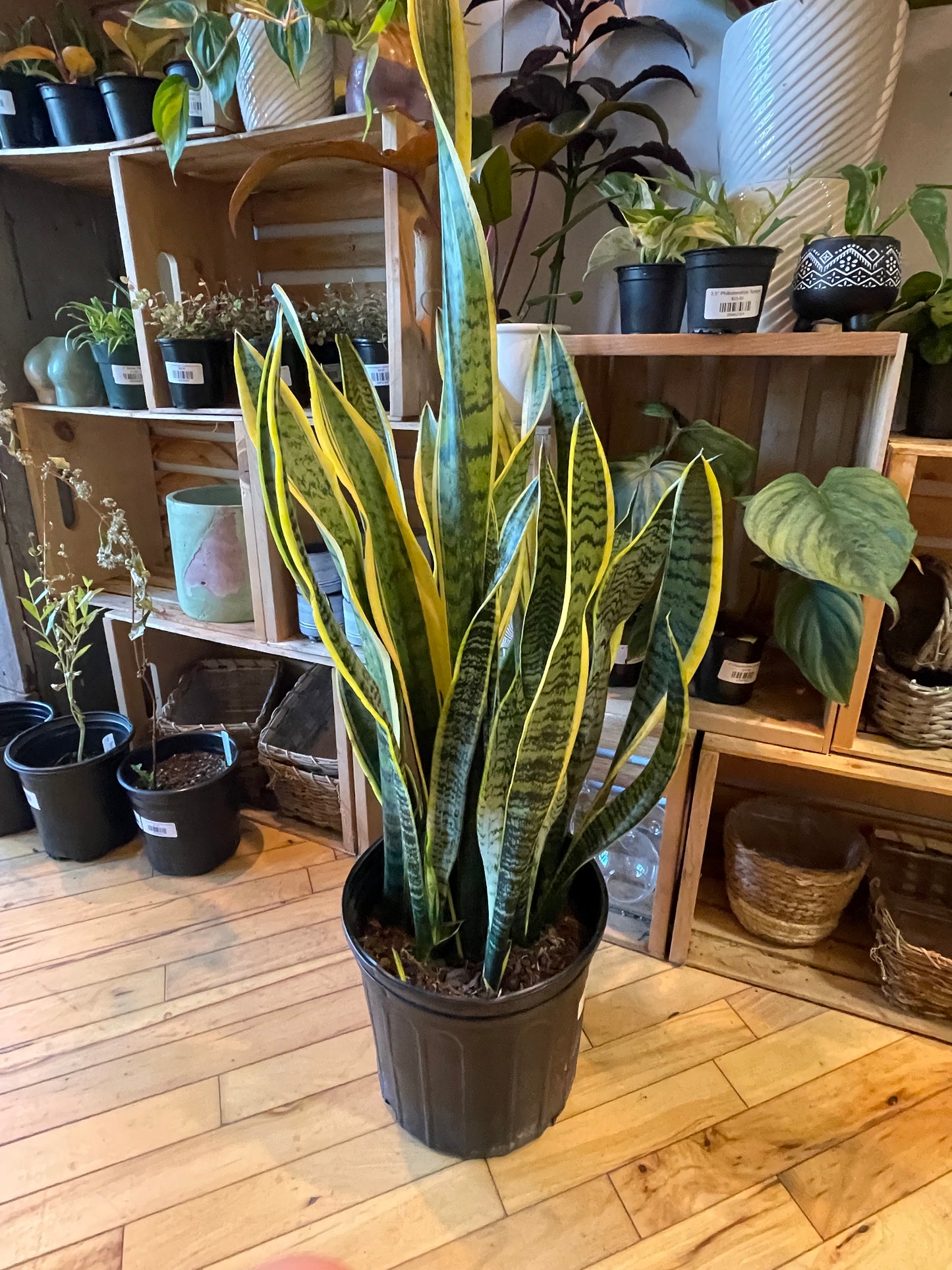 sansevieria laurentii 10" Sansevieria Laurentii – Plant Goals