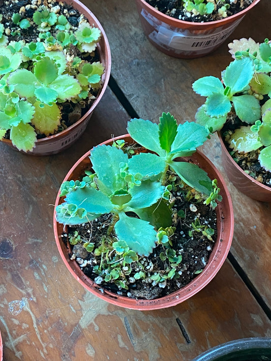 3.5" Kalanchoe Daigremontiana