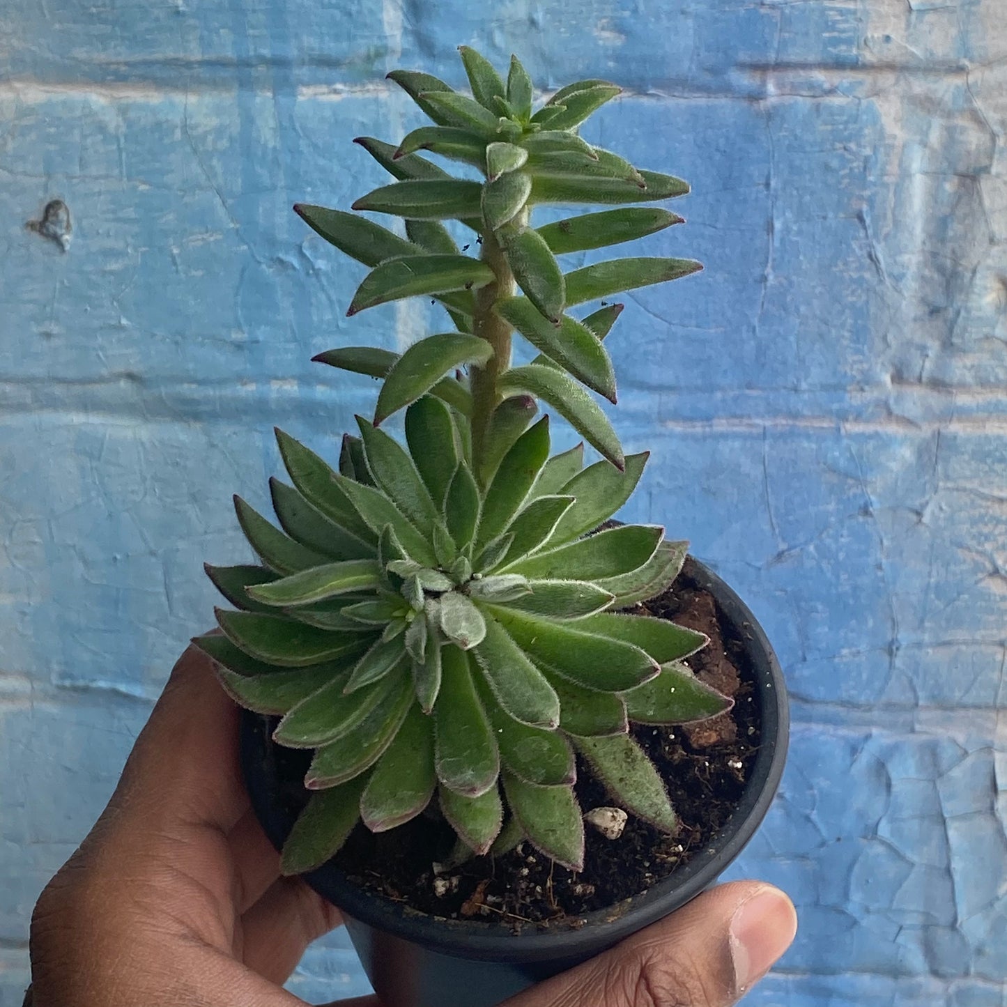 3.5" Echeveria Harmsii