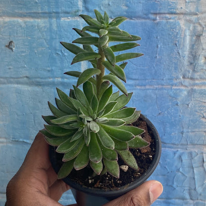 3.5" Echeveria Harmsii
