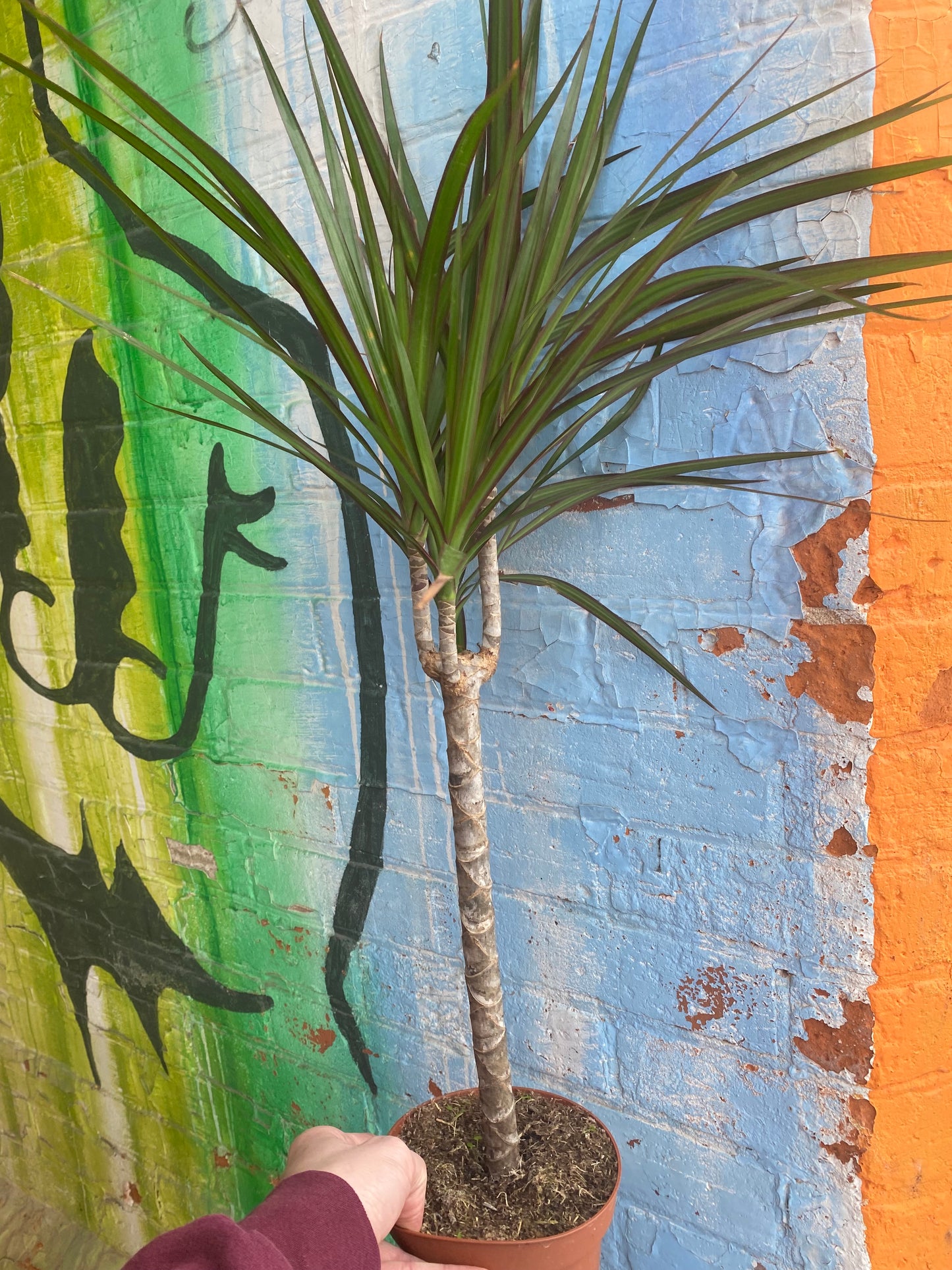 5” Dracaena Marginata