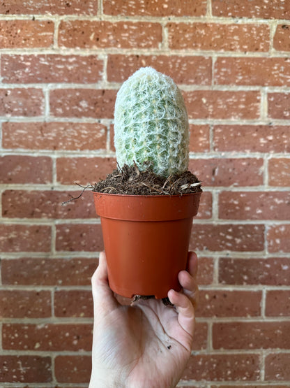 5" Cactus | Assorted