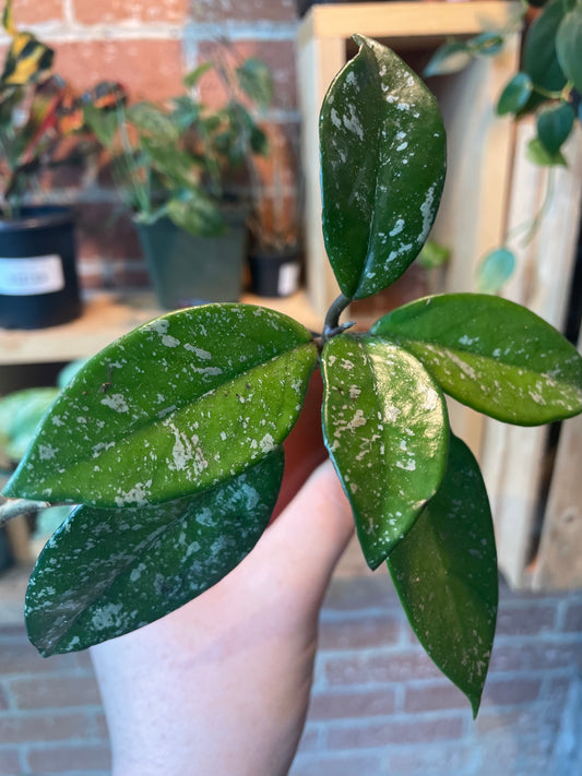 4" Hoya Carnosa Splash