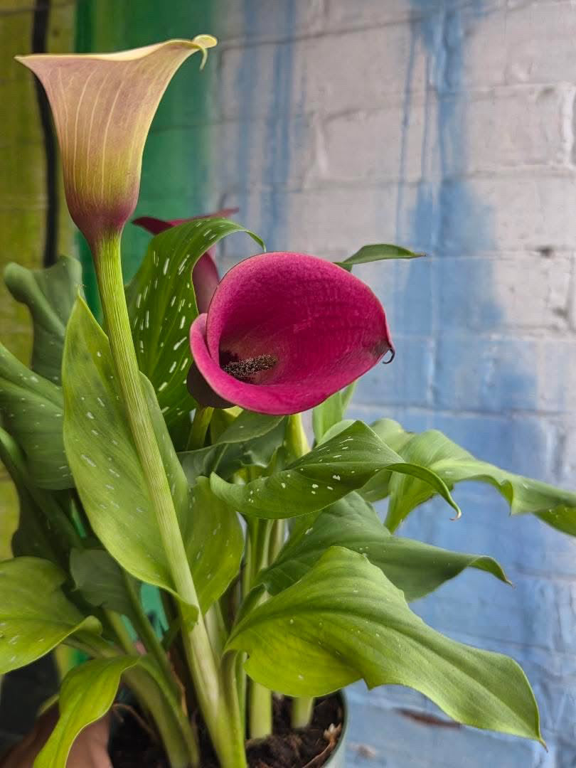 4” Calla Lily