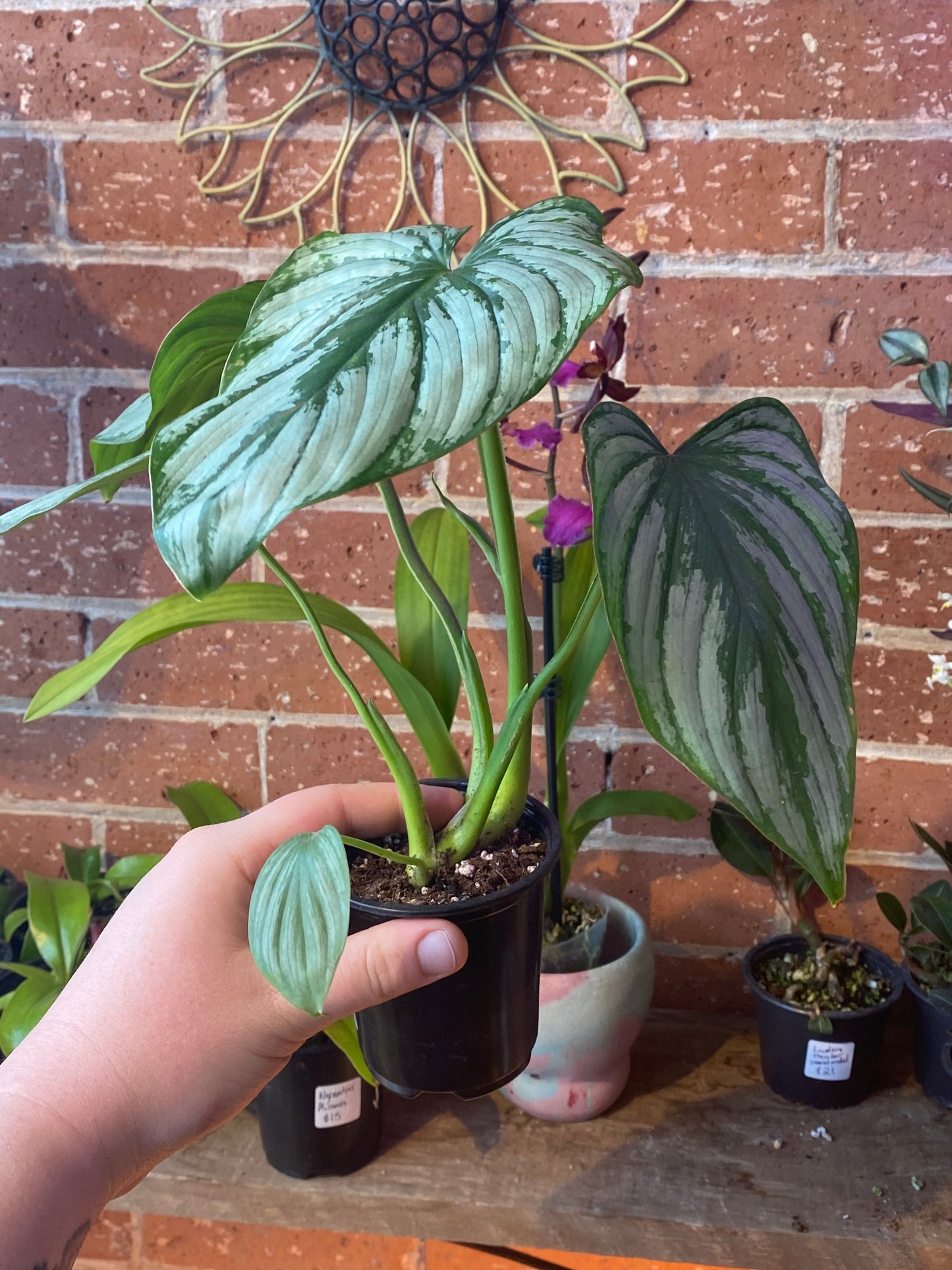 4" Philodendron Pastazanum