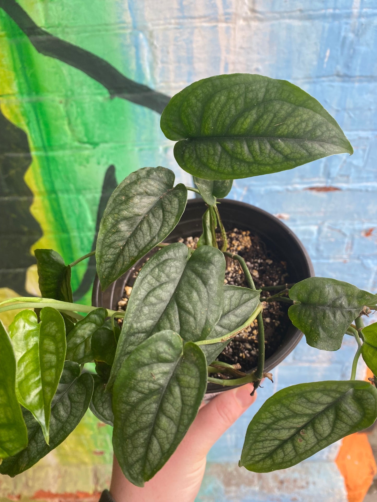 6" Monstera Siltepecana